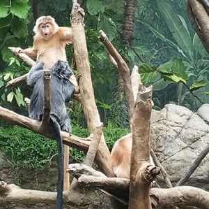 Meet your Posher, Falanni